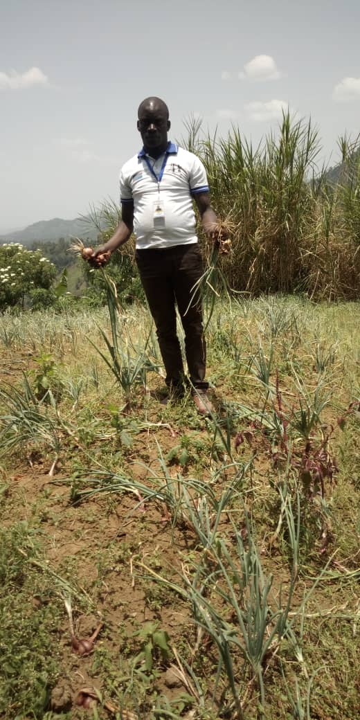 Récolte des oignons dans le territoire de Rutshuru